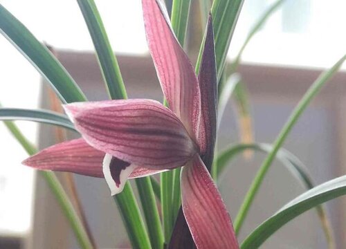 兰花新芽僵苗了怎么办