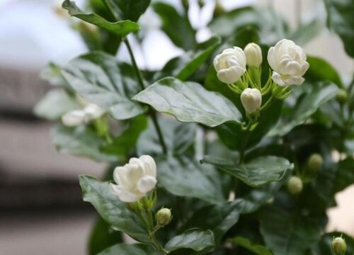 茉莉花用什么浇灌开花更旺
