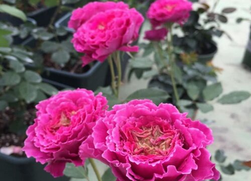月季如何正确施肥月月开花