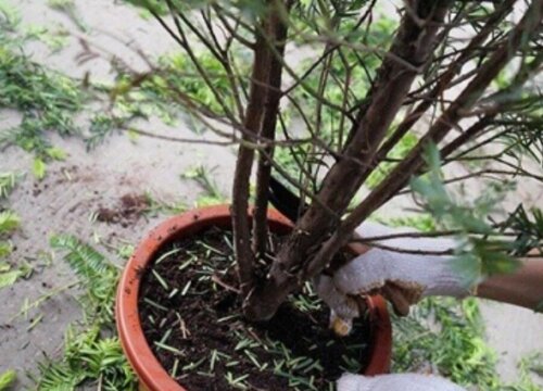 秋季红豆杉如何修剪简单又有型