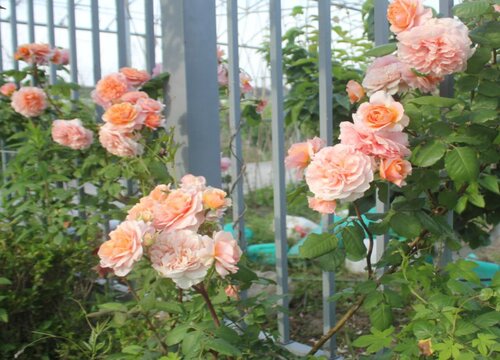 5月月季怎么养护长芽特猛