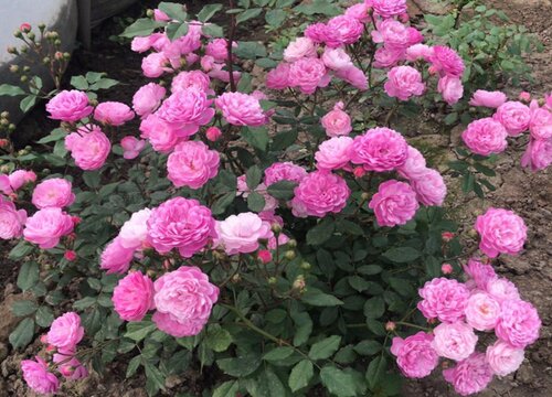 月季花摘芽后如何正确施肥