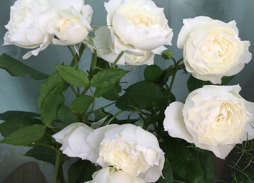 月季黄叶怎么办  如何解决