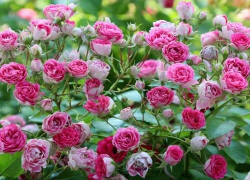 夏季月季长新芽如何追肥更安全