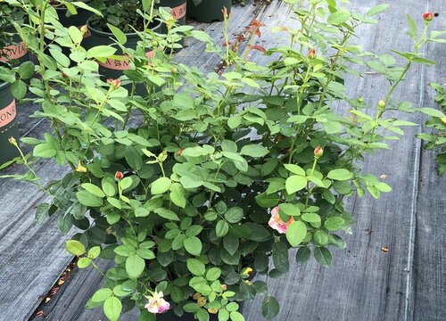 光秃秃的月季怎么养芽儿多又壮