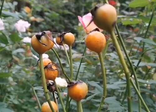 月季冬天长出新芽怎么处理