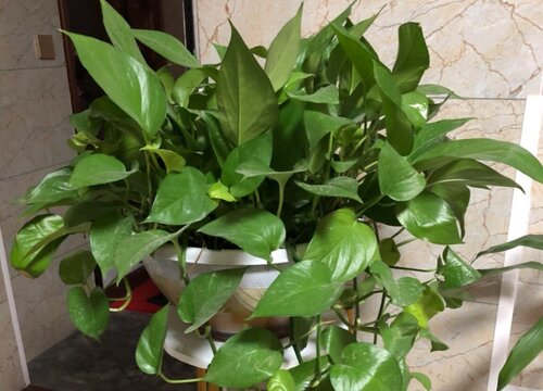 用什么浇绿萝长得茂盛