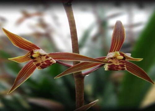 兰花冬天开花养护