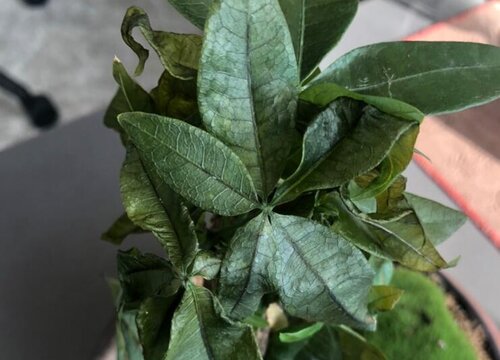 适合客厅养的植物