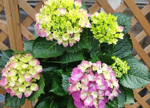 天竺葵养护管理方法