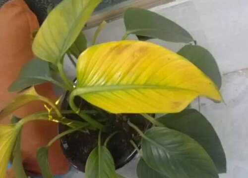 花卉叶子萎焉原因及处理方法