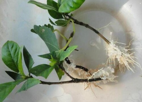 适合新手的栀子花扦插繁殖方法