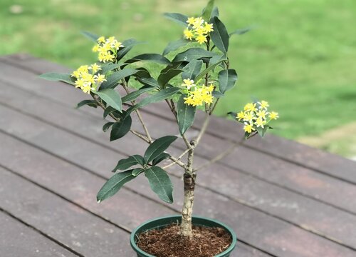 桂花养殖实用技巧