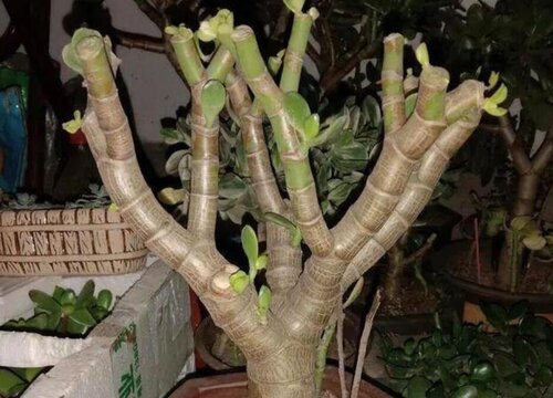 玉树叶片全部落掉的原因和解决方法