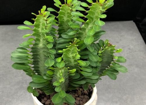 如何养龙骨长势更快还能开花