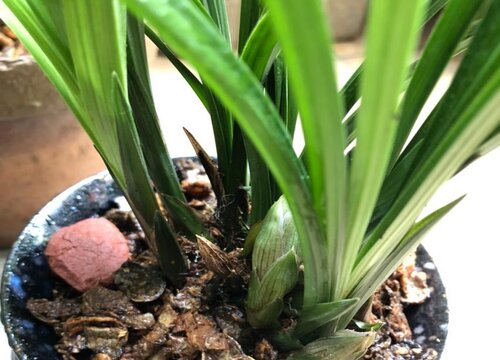如何养护兰花才能让花箭长满花苞