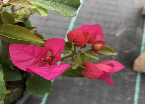 三角梅在冬季如何帮助分化花芽