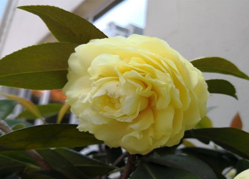 茶花花苞时期有哪些养护注意事项