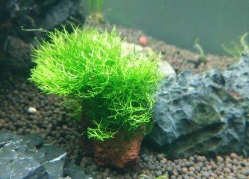 苔鲜怎么养护兰花越长越旺