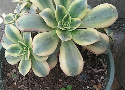 法师多肉植物养护用什么土壤