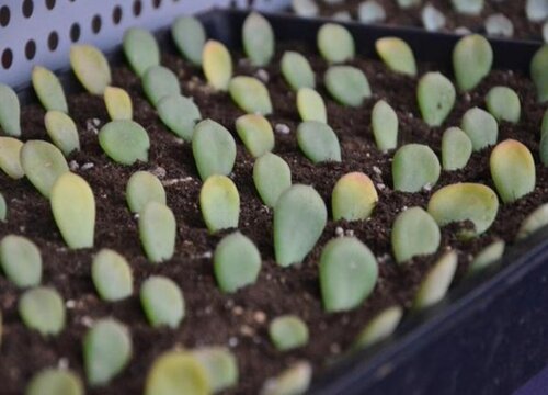 扦插多肉植物都有什么窍门