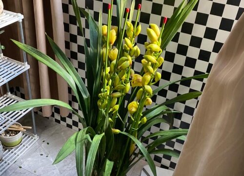 兰花养殖失败都是那些原因造成的呢