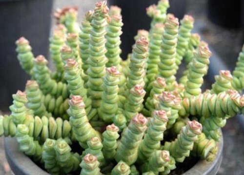 多肉植物侧芽长满盆的窍门