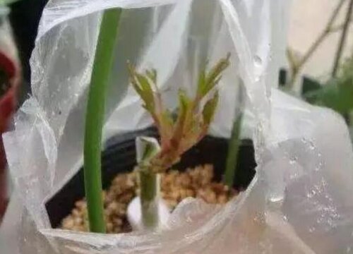 花卉养护中方便袋都有哪些作用