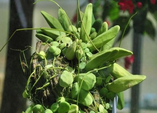 玉荷包吊兰如何栽种