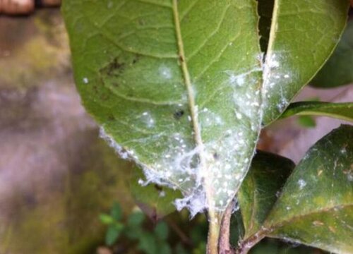 花卉有白粉虱如何预防