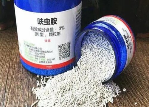 蟹爪兰夏季养护中如何预防蚧壳虫