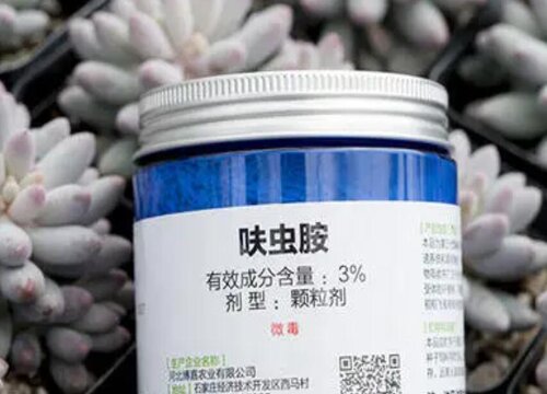 三伏天养护多肉使用呋虫胺什么虫害也不怕
