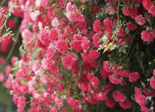 秋冬月季要怎么养来年猛爆花