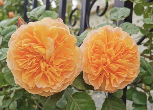家里养月季花怎么施肥养护枝头都是花