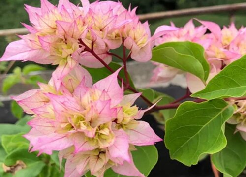 夏季三角梅是大水大肥养还是控着养好