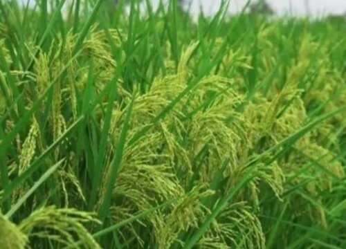 水稻品种有哪些