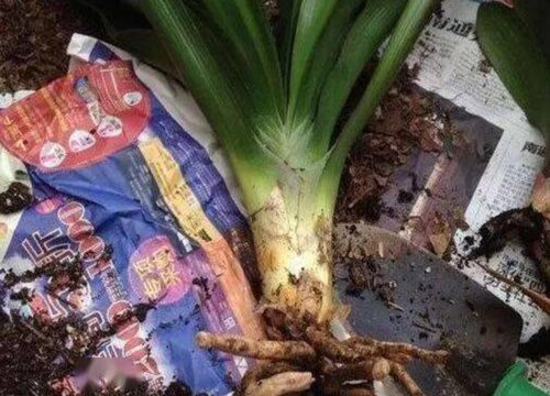 吡唑脂和恶霉灵选哪种效果最好