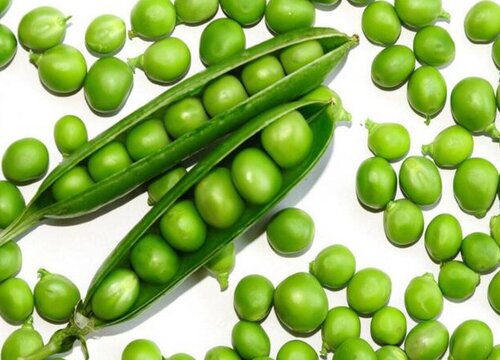 豌豆成熟季节是几月 什么季节成熟采摘