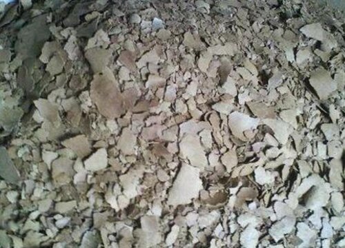 菜籽饼可以直接埋地里施肥吗（菜籽饼需要发酵多久做肥料）