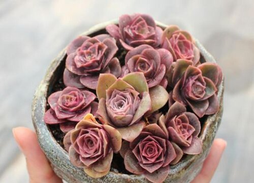 多肉植物的叶子掉下来了该怎么养（多肉养着为什么掉叶子）