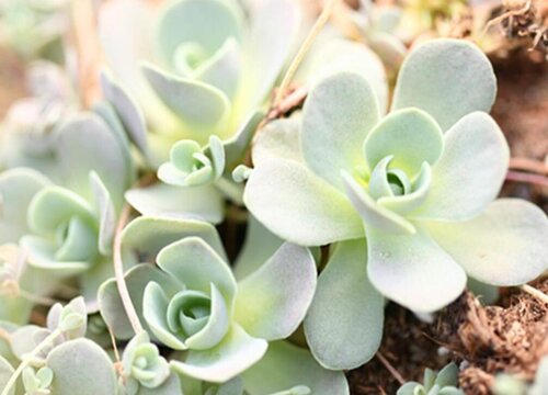多肉喜阴还是喜阳光 多肉是喜阴植物还是喜阳植物
