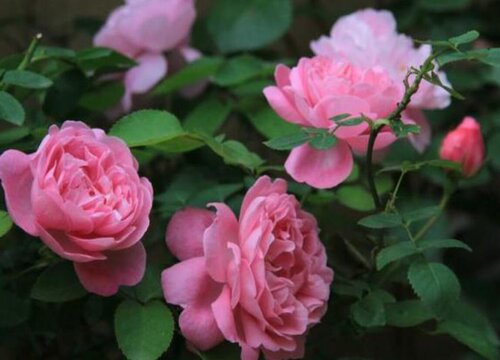 十大勤花月季品种排名 必养的又香又勤花又耐热月季