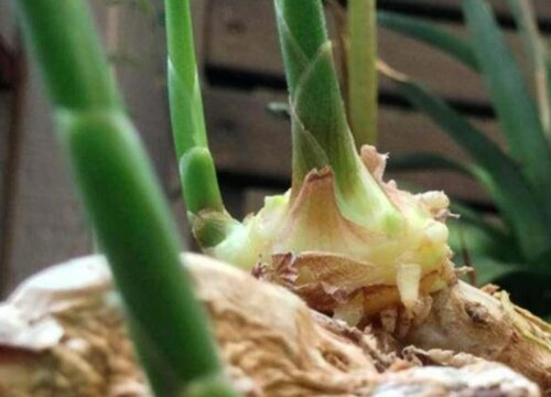 生姜怎么种植方法步骤