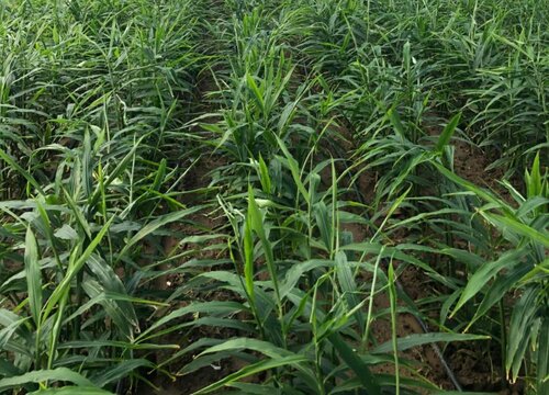 生姜的种植最新方法（生姜科学种植技术及栽培要点）