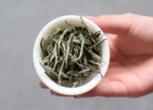 老白茶的功效与作用及禁忌 适合什么季节喝
