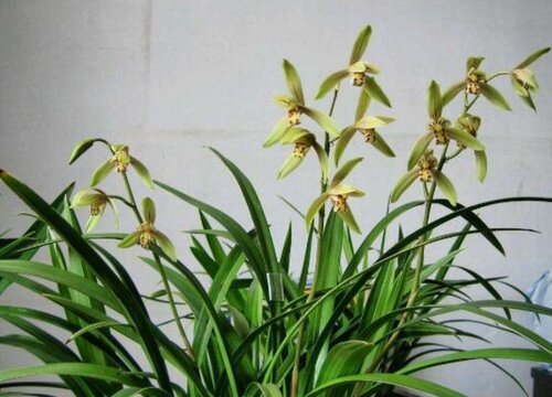 兰花7