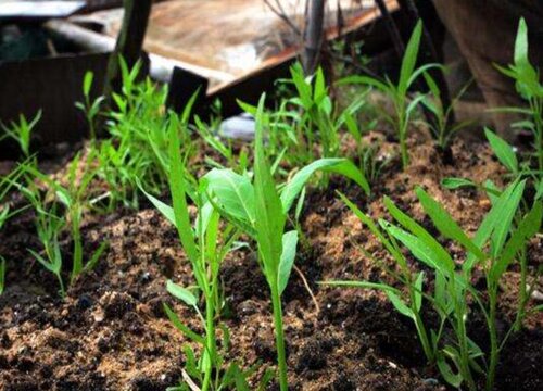 空心菜种植方法和技术 大棚怎样种空心菜出得好又快
