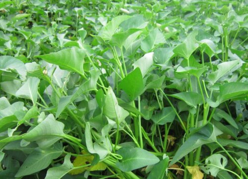 空心菜什么季节种植最好（空心菜几月份时间种植合适）