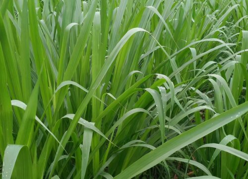 多年生牧草有哪些品种 耐寒高产的多年生长牧草品种