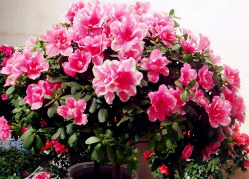 杜鹃开完花后叶子掉光死了（花谢以后怎样养护管理）